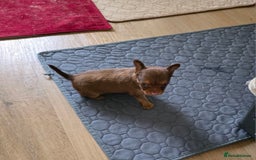 Russian Toy Terrier dogs for sale: Russian Toy Puppies  - Image 5