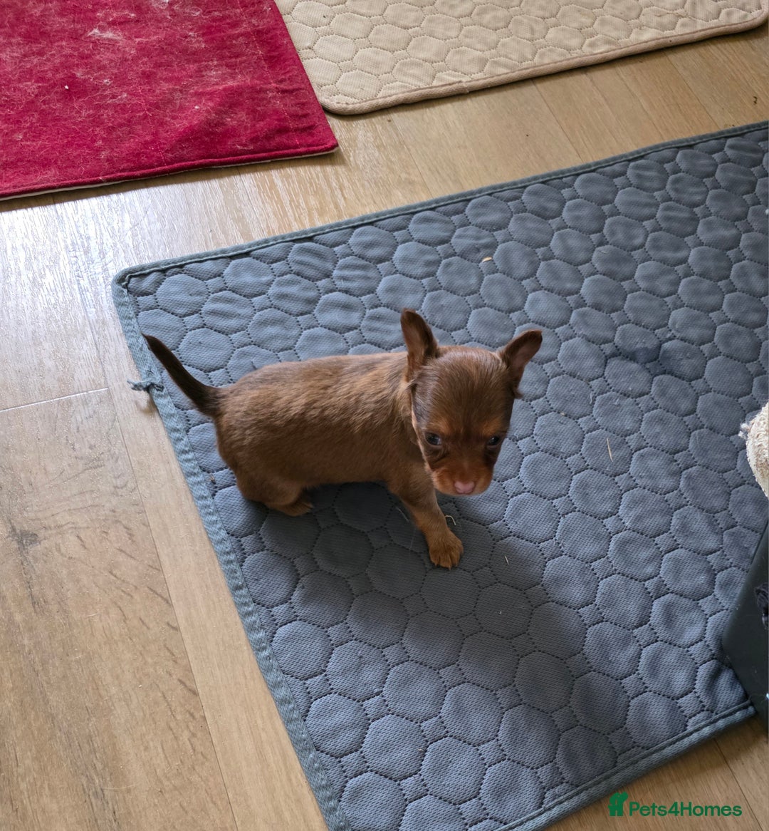 Russian Toy Terrier dogs for sale: Russian Toy Puppies  - Image 5