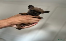 French Bulldog dogs for sale: KC Registered French Bulldogs  - Image 4