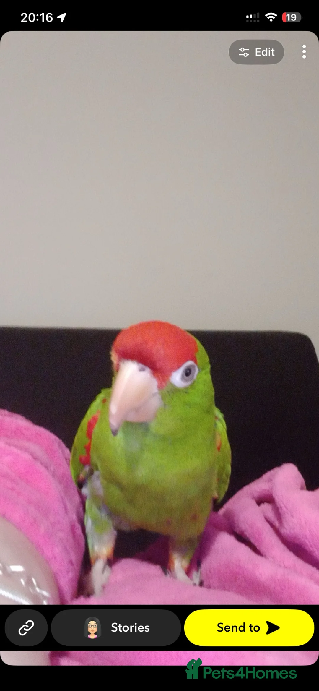 Parrots birds for sale: George  - Advert 3