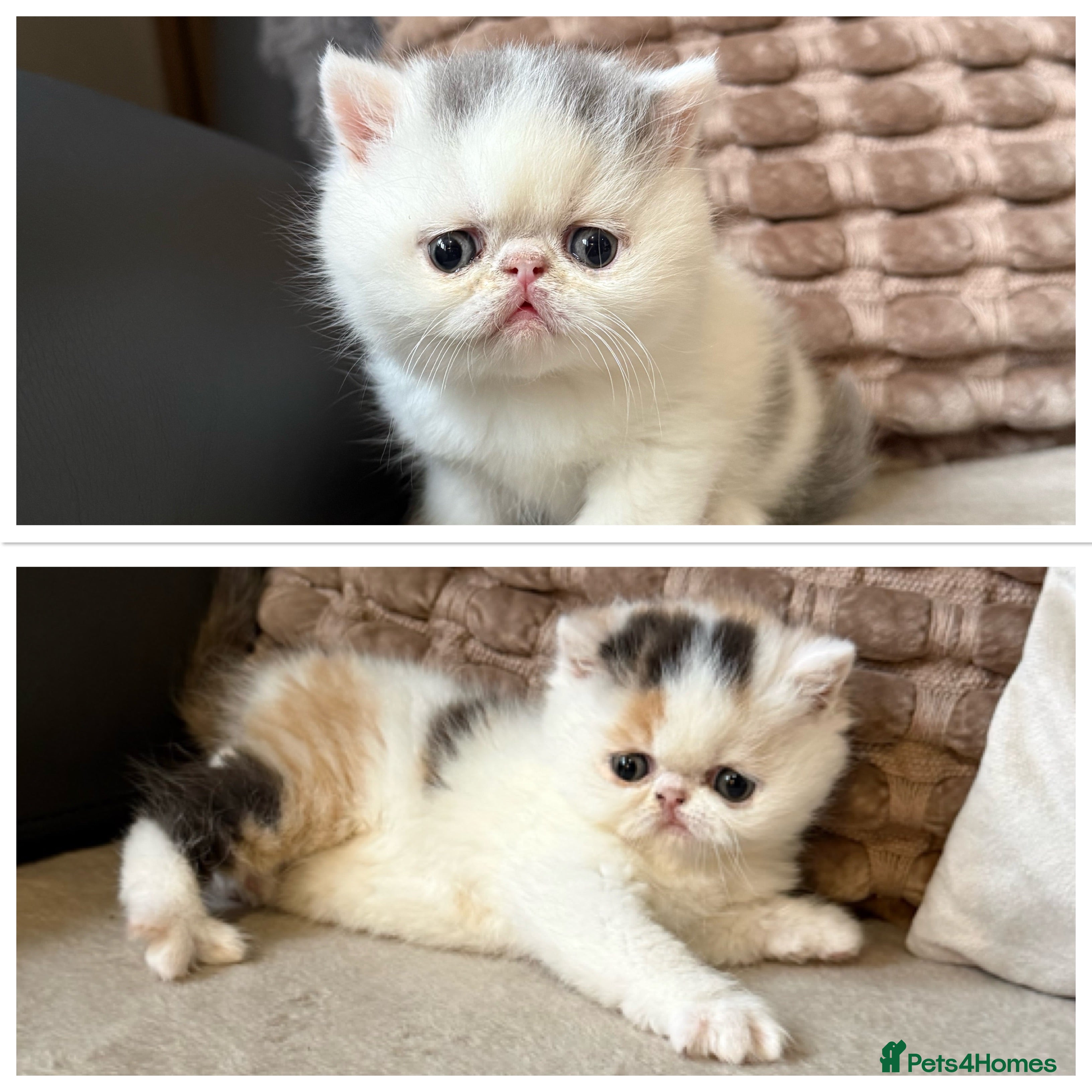 Exotic cats Two beautiful exotic shorthair babies  - Advert 1