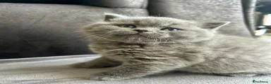 British Shorthair Kitten 1