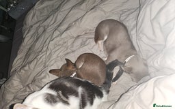 Chihuahua dogs for sale: 2 chihuahua boys - Image 7