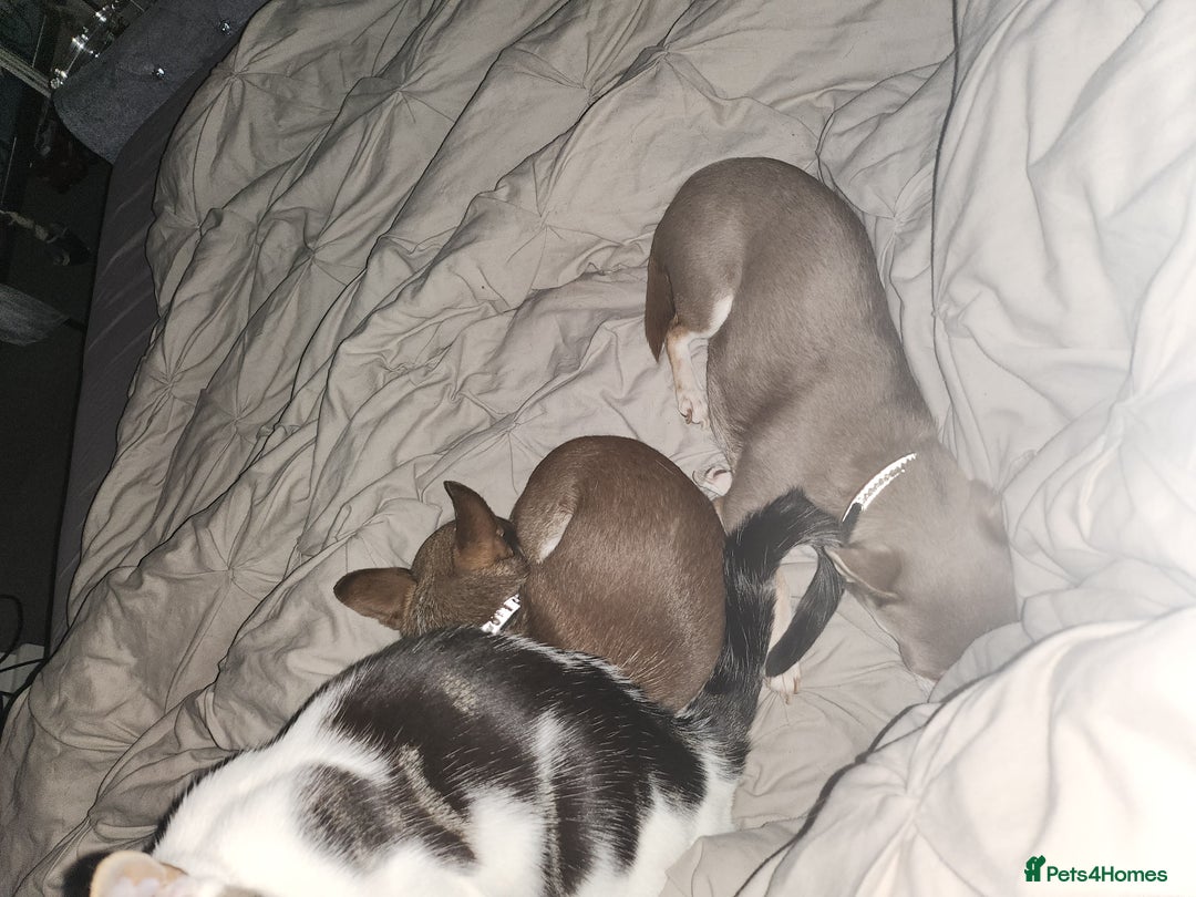 Chihuahua dogs for sale: 2 chihuahua boys - Image 7
