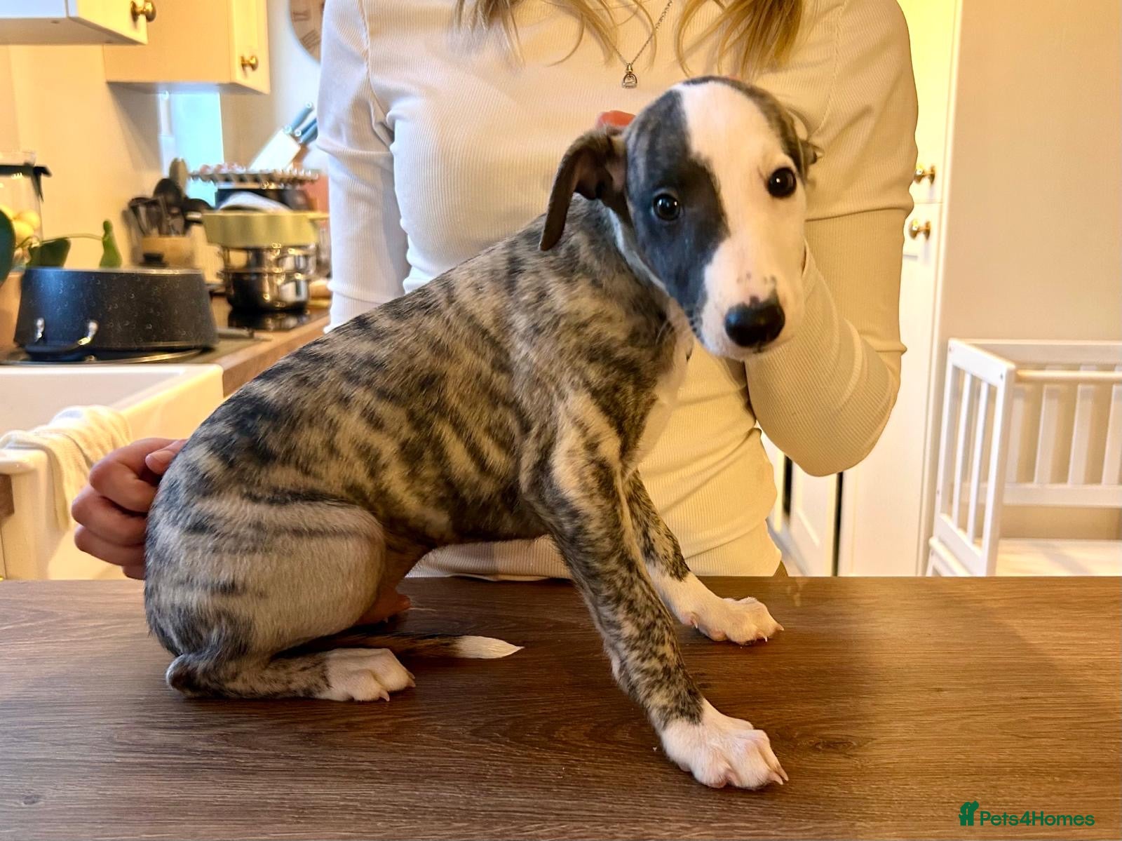 Whippet dogs KC registered brindle Whippets  - Advert 1