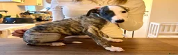 Whippet dogs for sale: KC registered brindle Whippets  - Advert 1