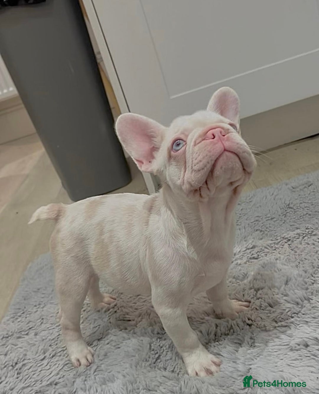 French Bulldog dogs for sale: Caramel Pink Husky Koi Male Puppy - Advert 2