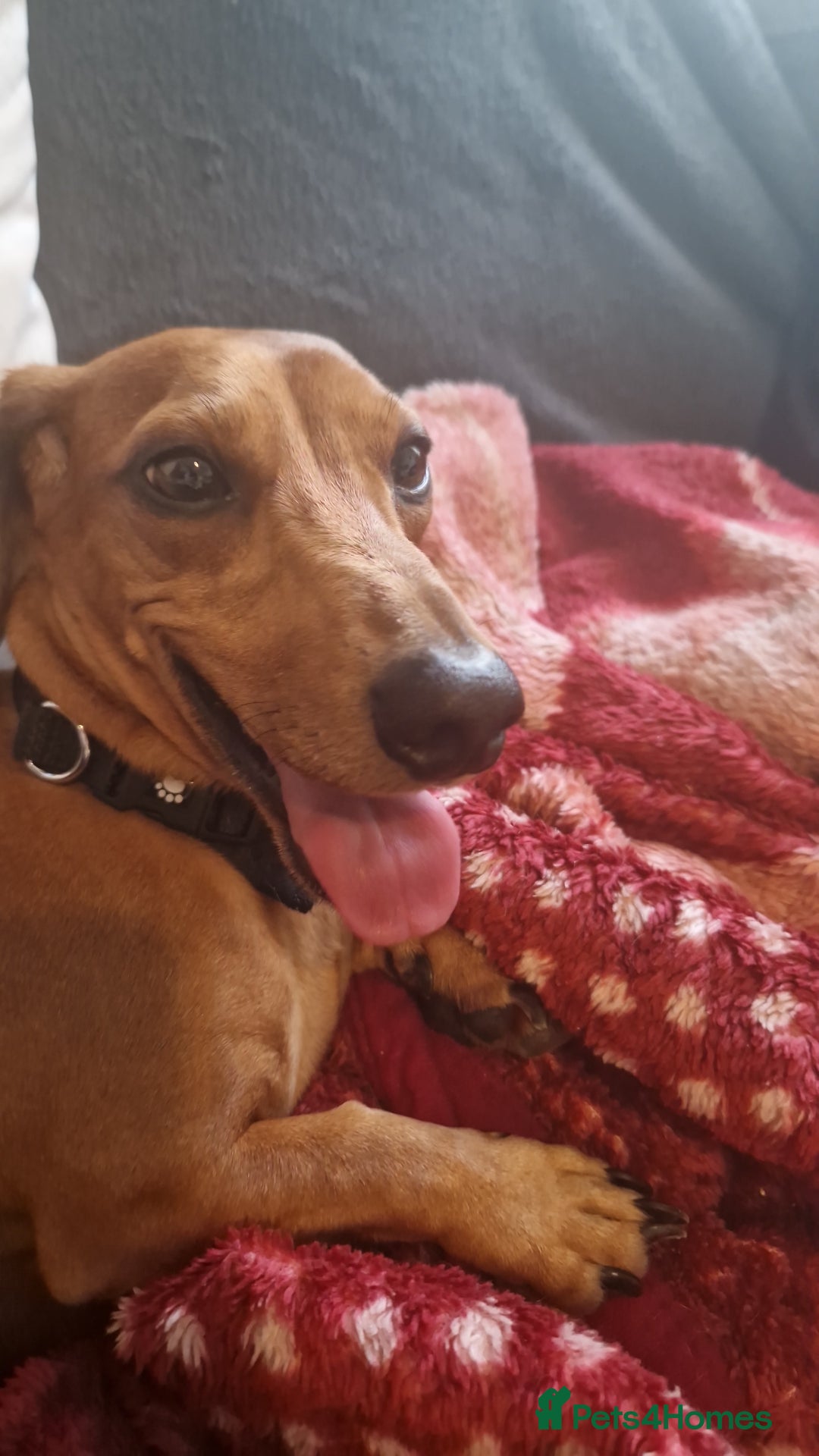 Dachshund dogs for sale: Baby and morty - Advert 4