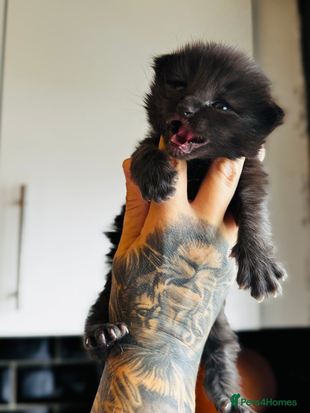Ragcoon cats for sale: Ragcoon Kittens - Image 6