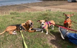 Mixed Breed dogs for adoption: Sweet Kody is ready for his forever sofa - Image 7