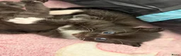 Mixed Breed cats for adoption: Mother cat and three kittens  - Advert 5