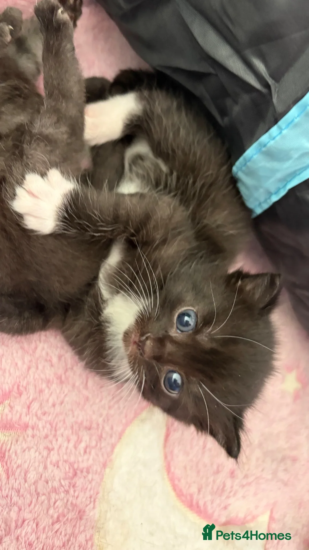 Mixed Breed cats for adoption: Mother cat and three kittens  - Advert 5