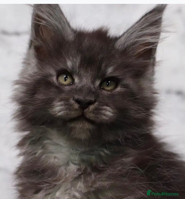 Maine Coon cats Xl Stunning Maine coon kittens  - Advert 3