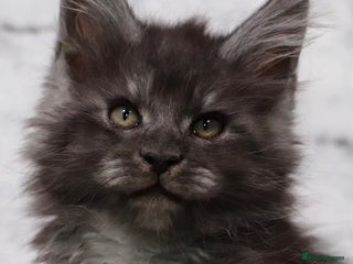 Maine Coon cats Xl Stunning Maine coon kittens - Advert 9