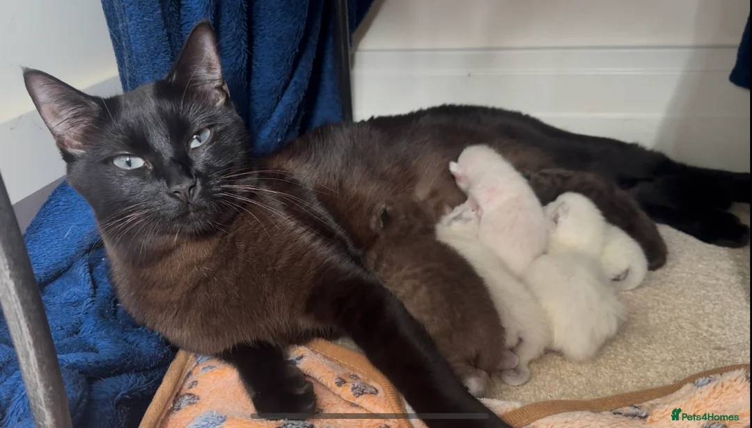 Ragamese cats for sale: RAGAMESE (RAGDOLL-SIAMESE) KITTENS - Advert 1