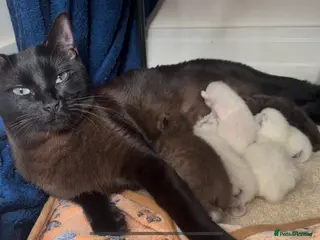 Ragamese cats RAGAMESE (RAGDOLL-SIAMESE) KITTENS - Advert 6