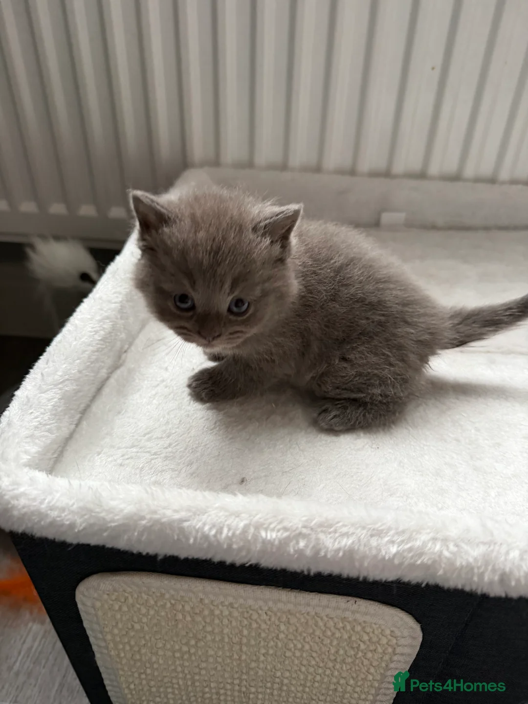 British Shorthair cats for sale: British short hair kittens  - Advert 2