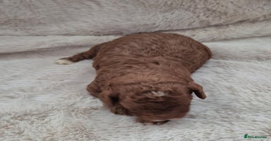 Cavapoo dogs - Advert 9