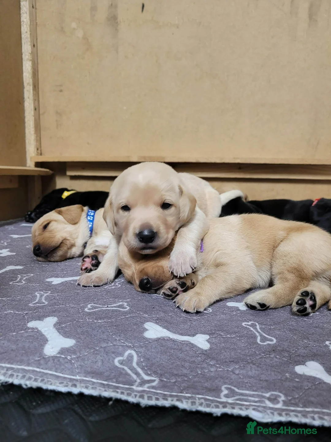 Labrador Retriever dogs for sale: KC Registered Black & Golden Labrador Puppies - Advert 2