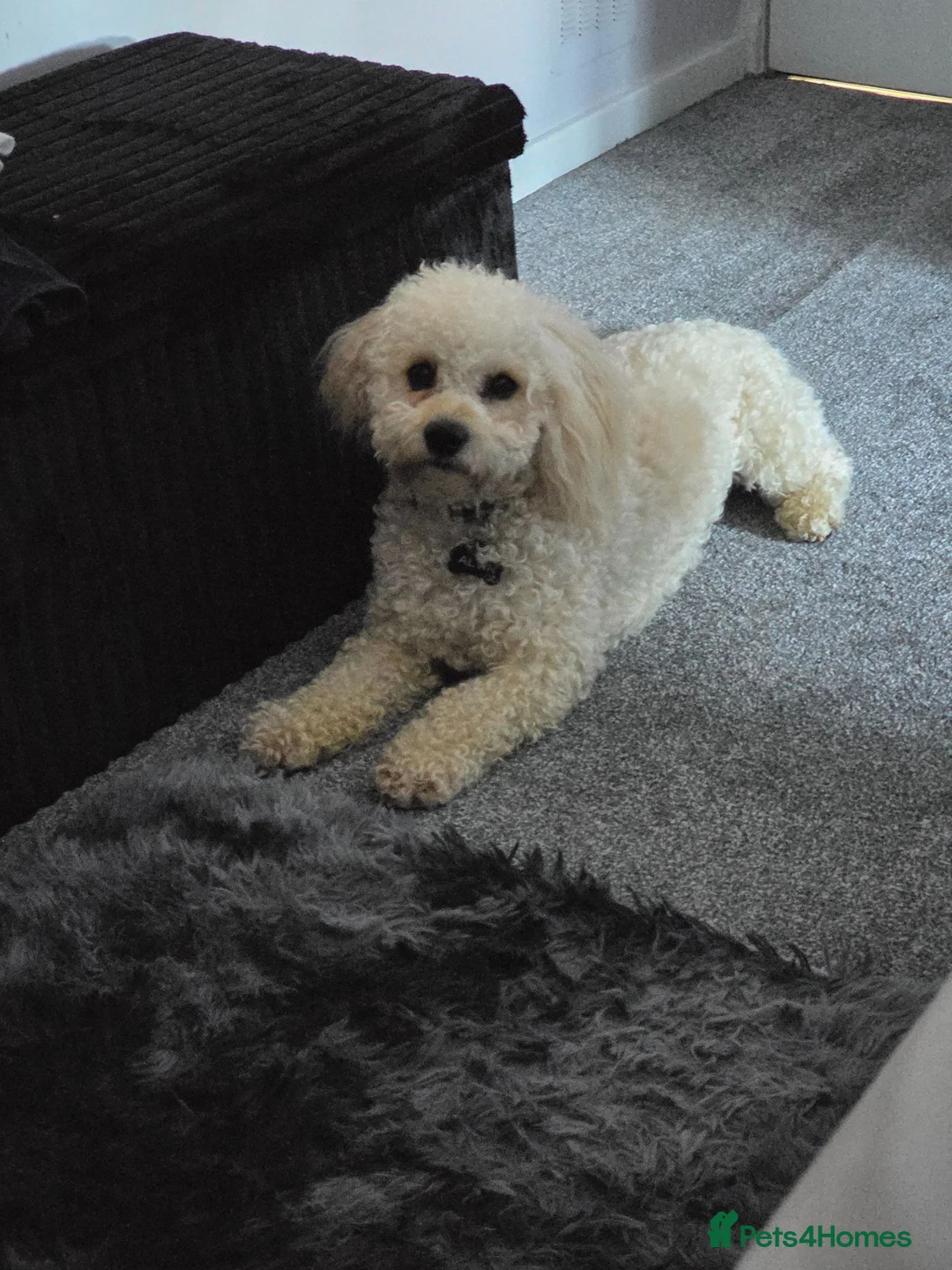 Cavachon dogs for stud: Mr Alvin in Kilmarnock - Advert 6