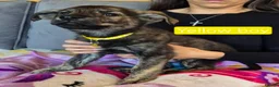 Golden Shepherd dogs for sale: Golden retriever cross German Shepherd puppies - Advert 17