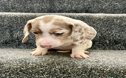 Miniature Dachshund dogs for sale: Miniature dachshund pups - Image 7
