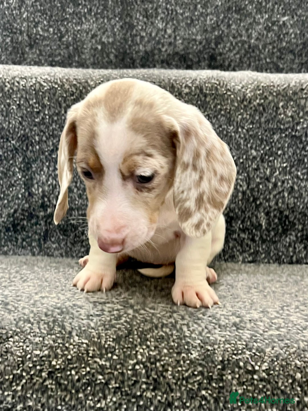 Miniature Dachshund dogs for sale: Miniature dachshund pups - Image 7