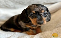 Miniature Dachshund dogs for sale: Adorable Miniature Dachshund Puppies - Image 1