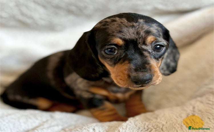 Miniature Dachshund dogs - Advert 3