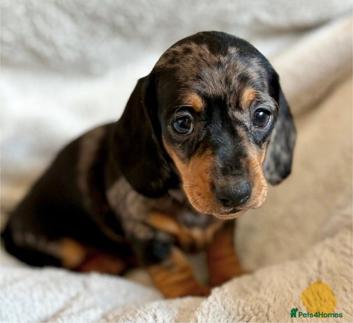 Miniature Dachshund dogs - Advert 2