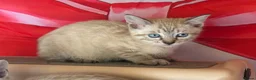 Bengal cats for sale: Blue eyed snow bengals  - Advert 7