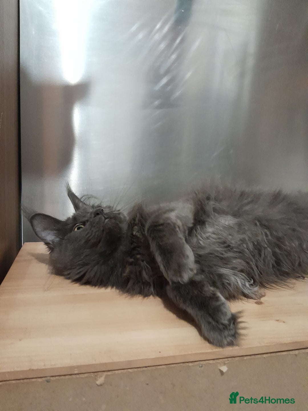 Maine Coon cats for sale: Polydactyl SolidBlue/BlackSilver Girls Maine Coon - Advert 11