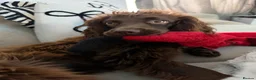 Cocker Spaniel dogs for sale: Female chocolate cocker  - Advert 6