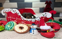 Miniature Dachshund dogs for sale: Outstanding kc reg pra clear minis  - Image 11