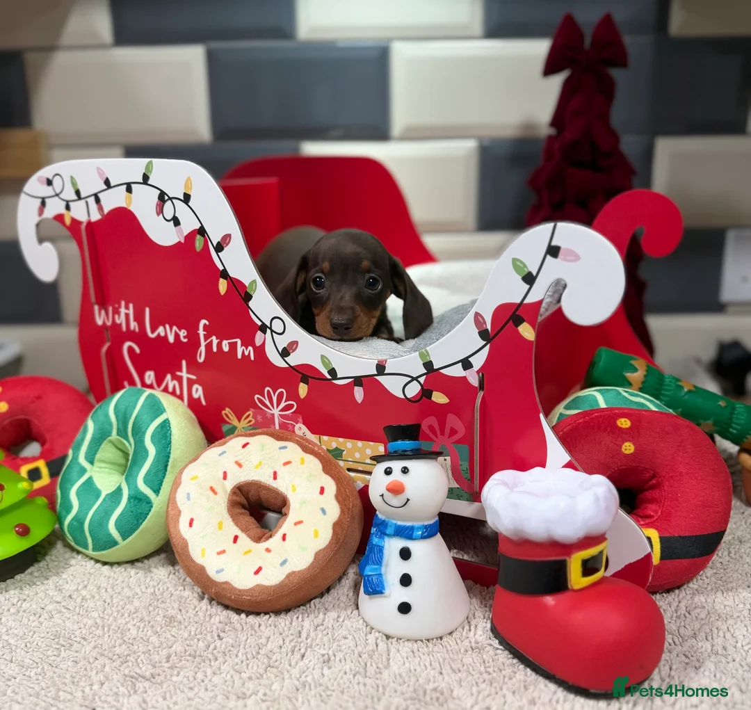 Miniature Dachshund dogs for sale: Ready now Outstanding kc reg pra clear minis  - Advert 14