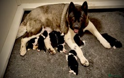 Akita dogs for sale: Quality KC Registered American Akita Puppies - Image 14