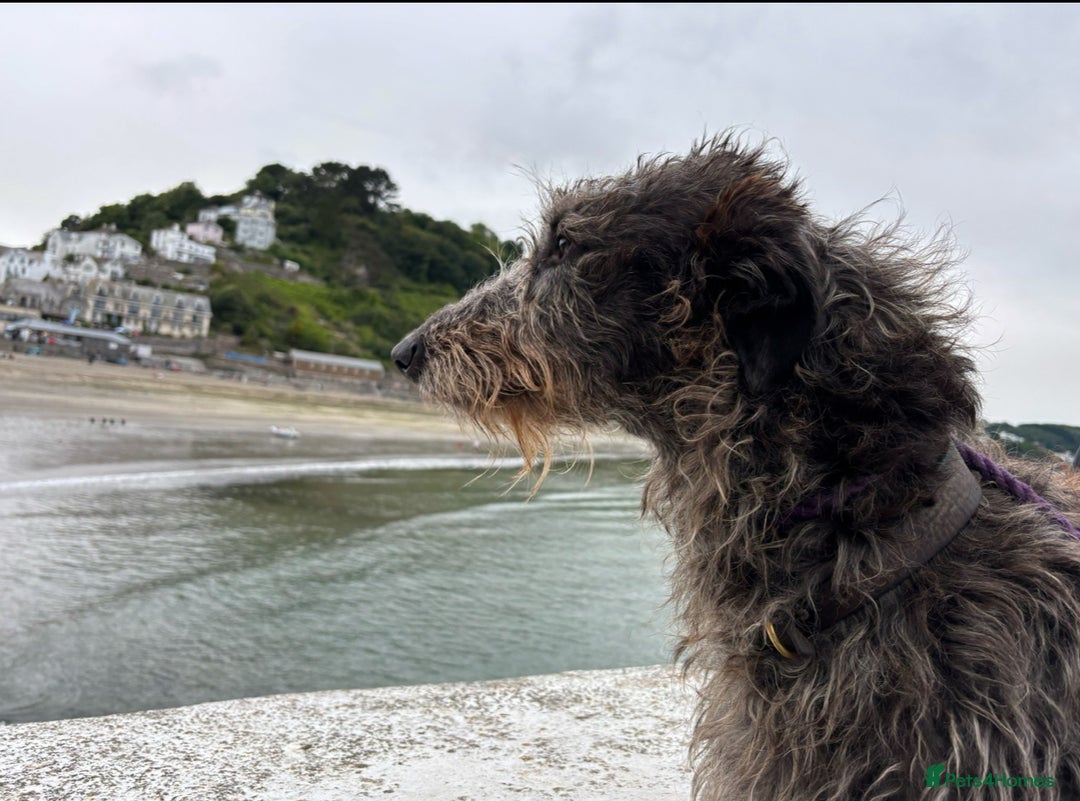 Deerhound dogs for sale: KC Reg Pedigree Scottish Deerhound Puppies - Advert 3