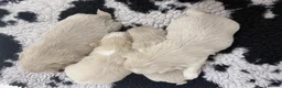Shih Tzu dogs for sale: Stunning shihtzus  - Advert 6