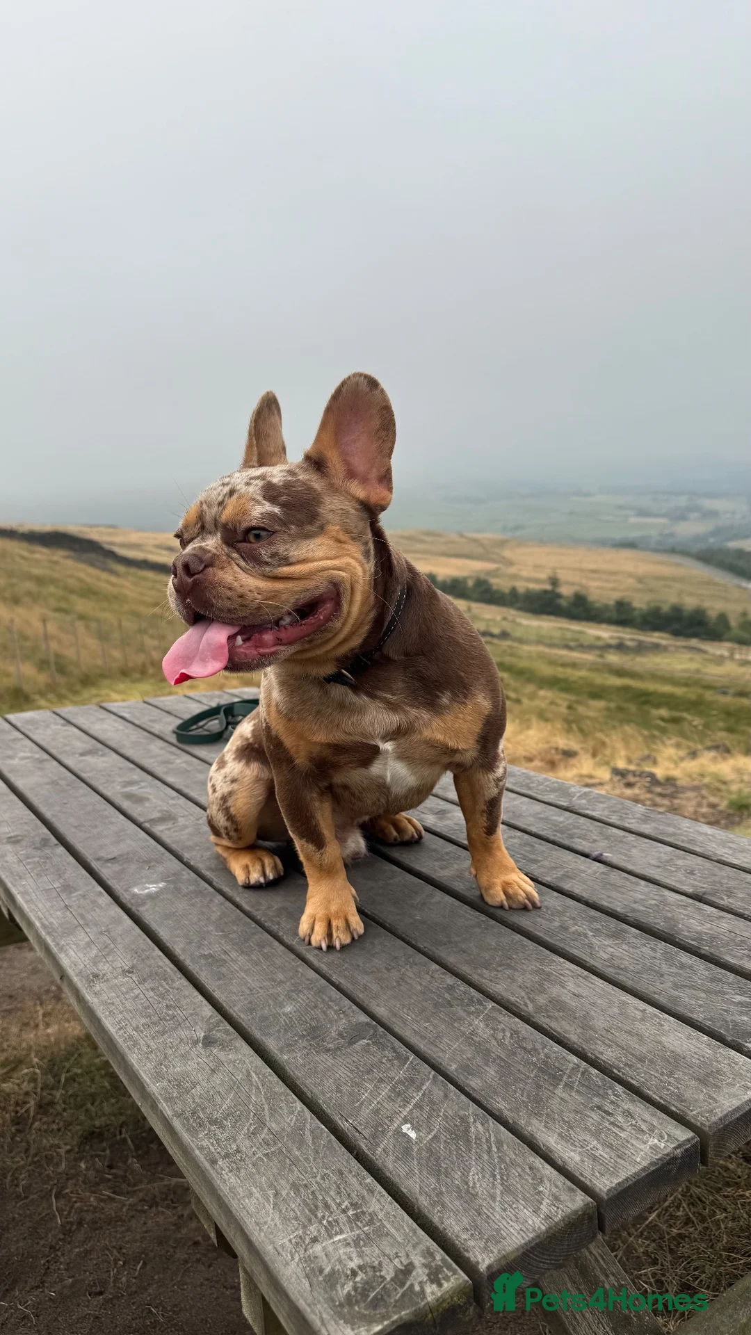 French Bulldog dogs for stud: Premium Rojo Chocolate Merle  - Advert 5