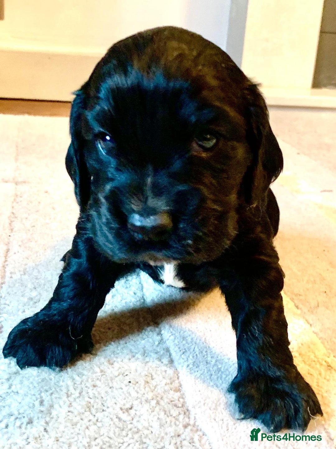 Cocker Spaniel dogs for sale: COCKER SPANIELS - Advert 10