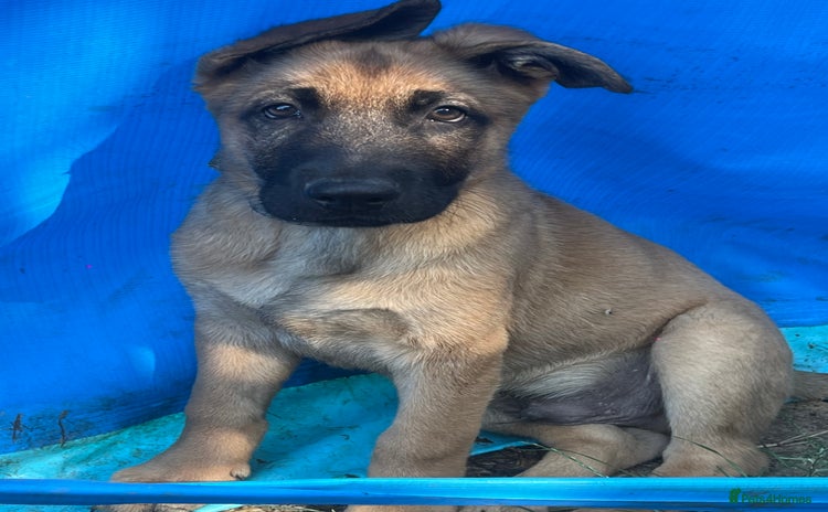 Mixed Breed dogs - Advert 5