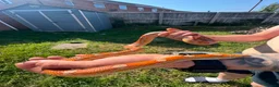 Corn Snake reptiles for sale: 1 king 5 corns 2 pythons  - Advert 6
