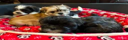 Shih Tzu dogs for sale: 4 Precious Fluffy Puppies in Leicester - Advert 4