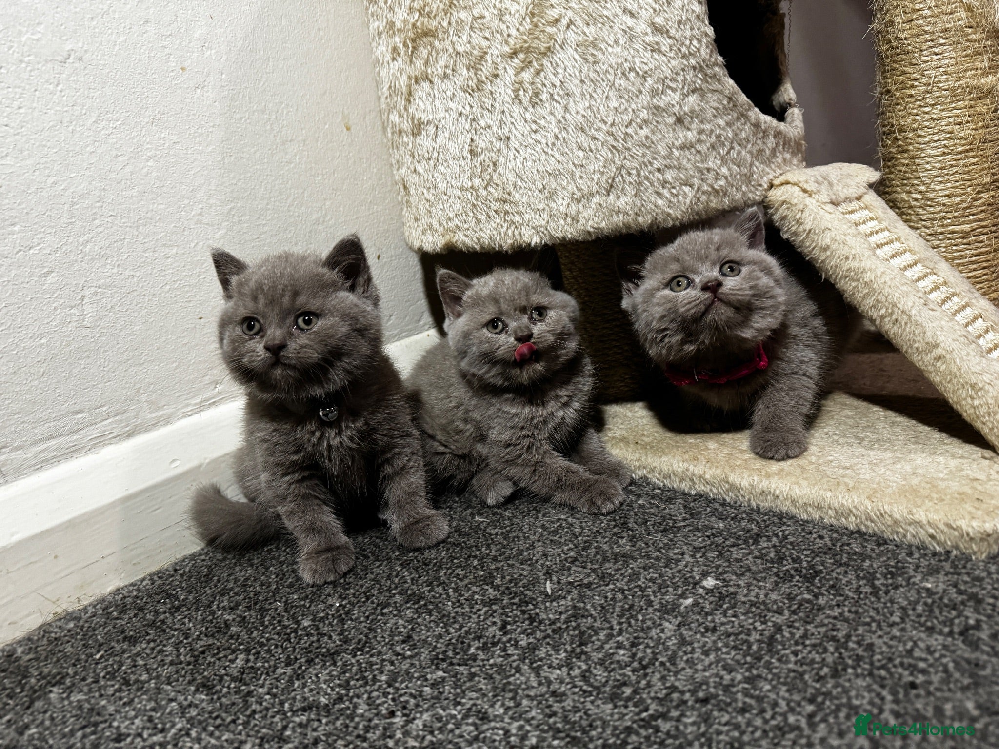 British Shorthair cats British shorthair Lilac and blue Kittens - Advert 1