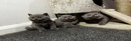 British Shorthair cats for sale: British shorthair Lilac and blue Kittens - Advert 1