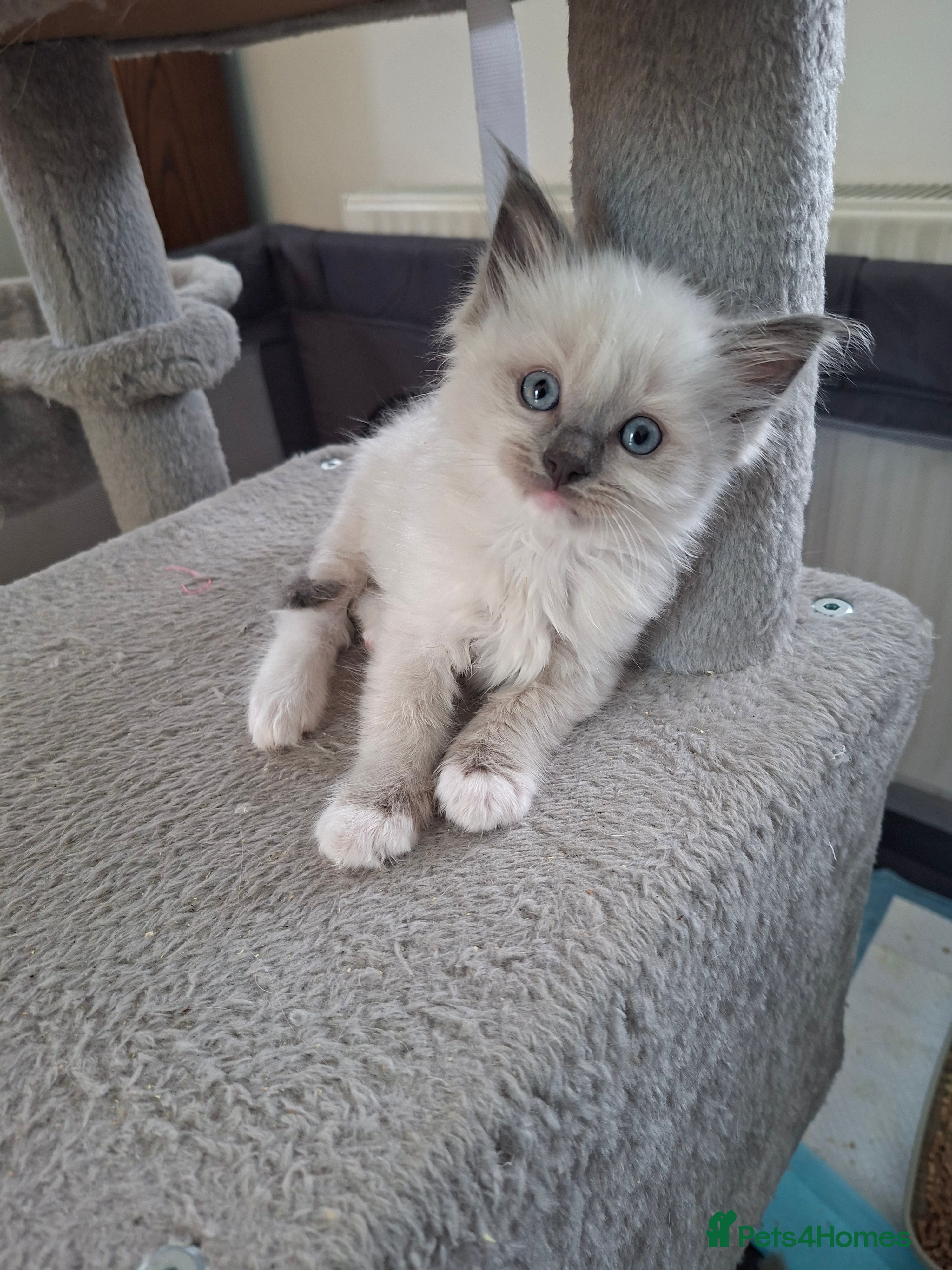 Ragdoll cats Stunning Ragdoll Kittens.  - Advert 2
