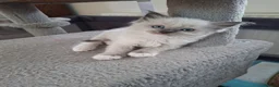 Ragdoll cats for sale: Stunning Ragdoll Kittens.  in Ilminster - Advert 2
