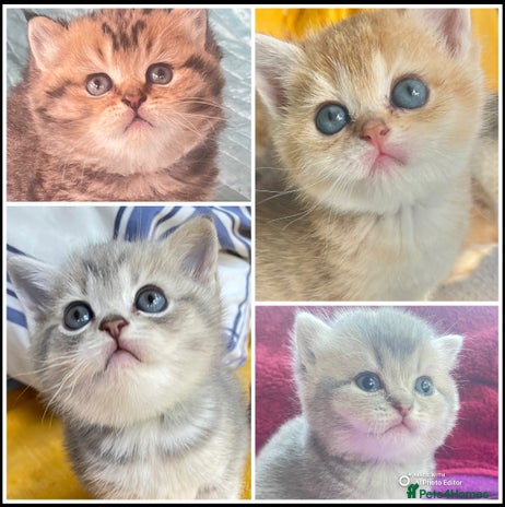 British Shorthair cats Gorgeous pure breed golden kittens - Advert 2