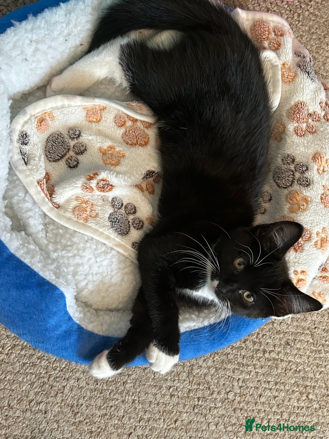 Mixed Breed cats for sale: 2 black and white kittens to go together - Advert 10