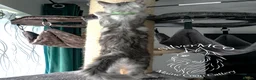 Maine Coon cats for sale: 💚Ready💚 TICA-registered XL Maine Coon Kitten   - Advert 8